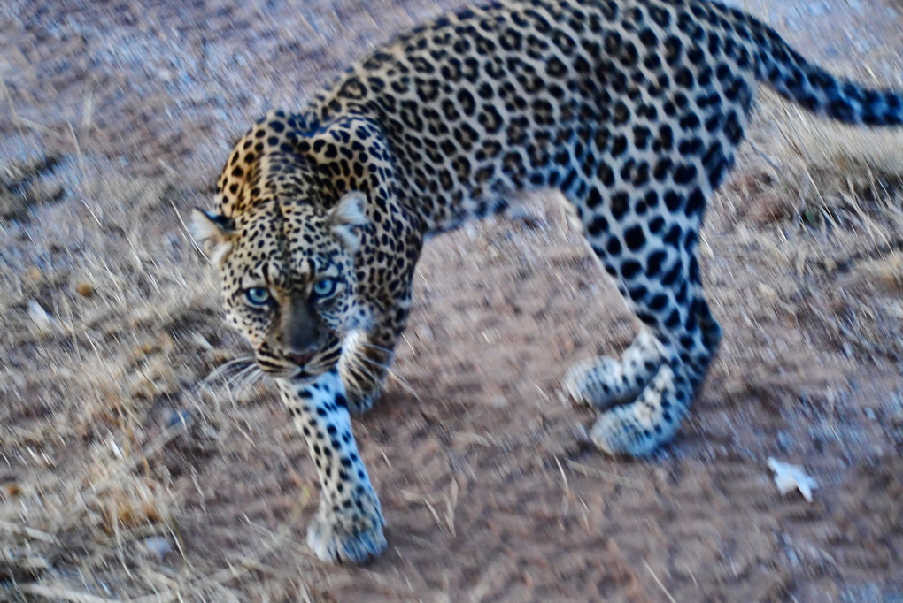 Buffalo Springs Nat. Reserve